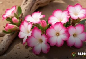 Sementes de Rosa do Deserto: Inovações Tecnológicas que Estão Revolucionando o Cultivo