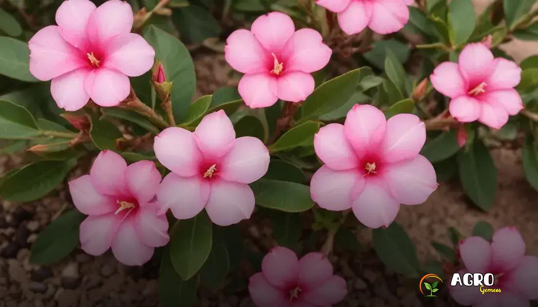 Benefícios de cultivar rosa do deserto Benefícios de cultivar rosa do deserto