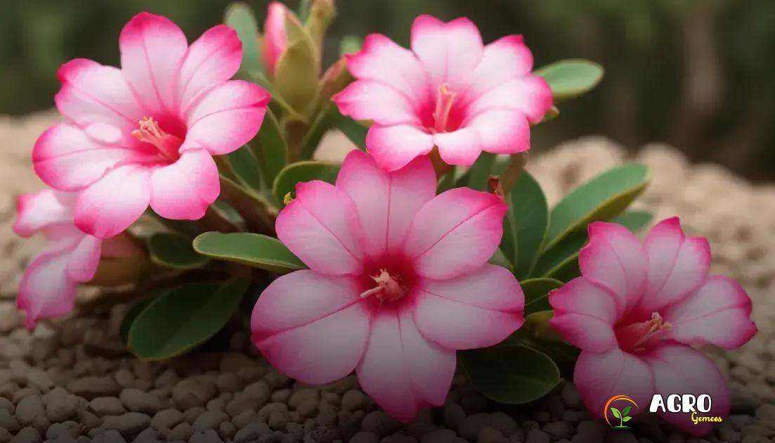 Dicas de cultivo para iniciantes Dicas de cultivo para iniciantes