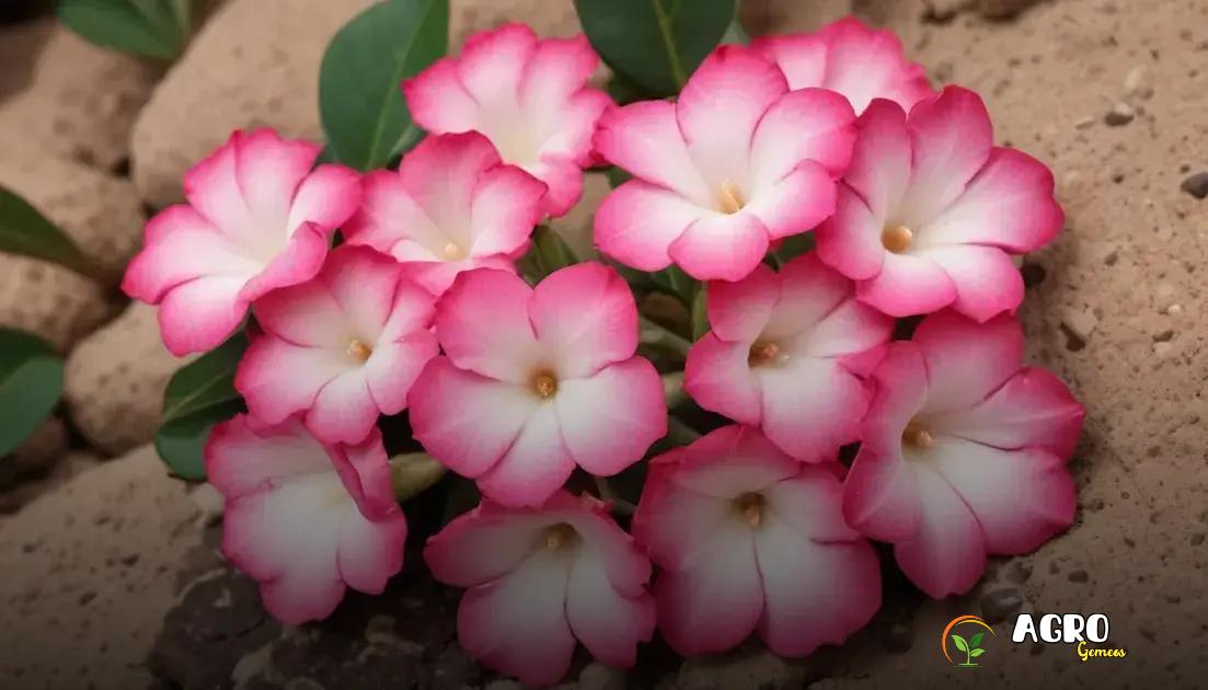 Tratamento de doenças comuns em rosas do deserto Tratamento de doenças comuns em rosas do deserto