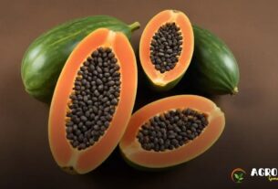 Sementes de Mamão e Suas Variedades: Qual a Melhor para Sua Região?