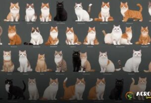 Raças de Gato: Conheça as 15 Mais Populares no Brasil e no Mundo