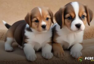 10 Raças de Cachorro Pequeno Perfeitas para Apartamento