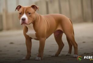 Raças de Pitbull: Conheça as 5 Mais Populares e Suas Características