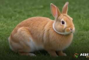 Conheça as Principais Raças de Coelho: Guia Completo para Iniciantes