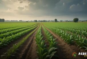 Os Impactos da Agricultura Itinerante no Solo e na Sustentabilidade das Lavouras