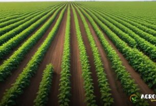 Como o solo afeta as cotações da soja?