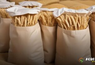 Como as cotações do trigo afetam a agroecologia?