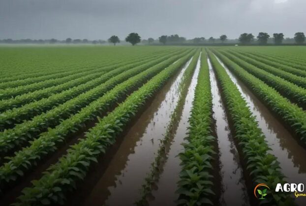 Como o clima ágora afeta seu manejo agrícola?