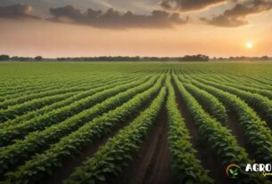 Como o solo afeta a soja em grão?