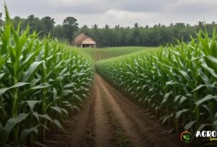 Cepea milho: como a tecnologia afeta os preços?