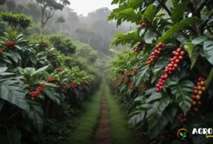 Cepea café: como interpretar os preços atuais?