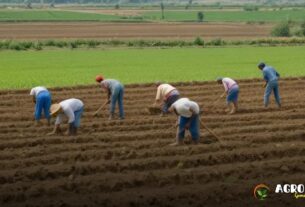 Gestão do solo em cooperativas agrícolas