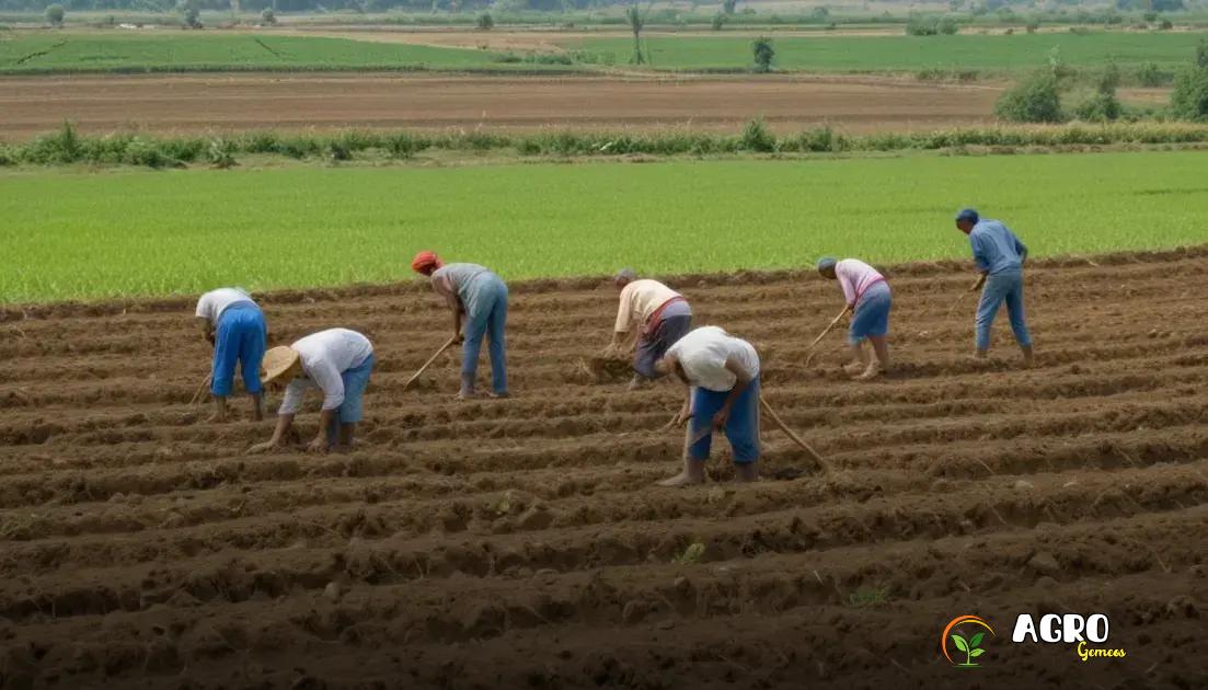 Gestão do solo em cooperativas agrícolas