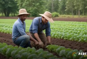 Produtor orgânico: culturas mais viáveis hoje