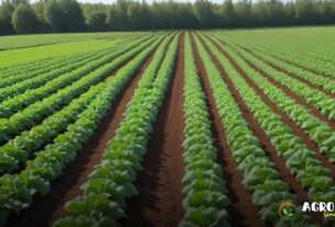 Big Data e Solo: Nutrição de Plantas Eficiente